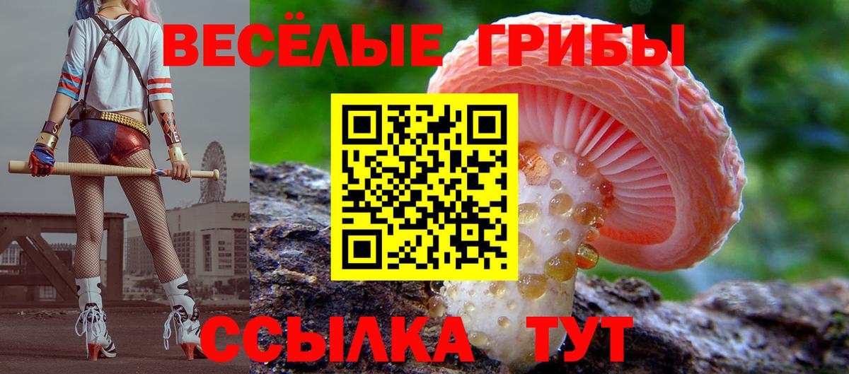 Псилоцибиновые грибы Psilocybine cubensis Апрелевка